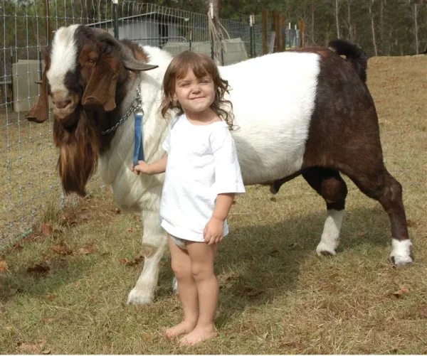 Boer Goats