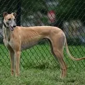 Greyhound