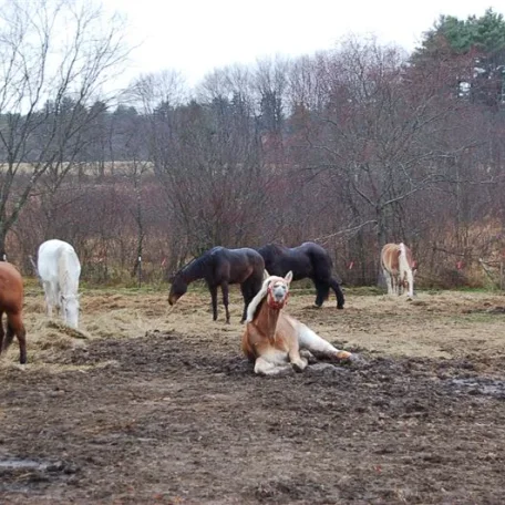 Equine Intestinal Bacteria