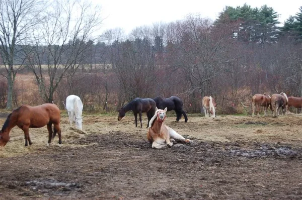 Equine Intestinal Bacteria