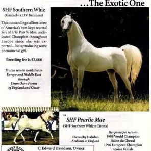 SHF Pearlie Mae