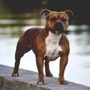 Staffordshire Bull Terrier