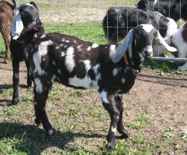 Nubian or Anglo-Nubian Goats
