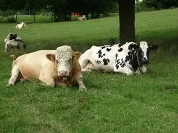 Shaffer Simmental