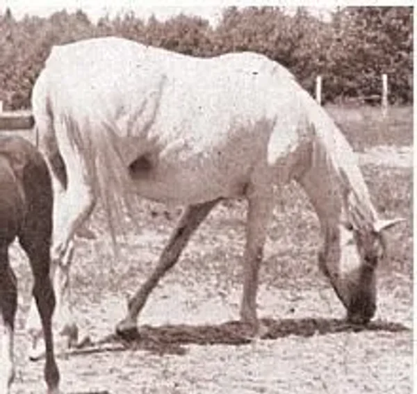 Ralouma