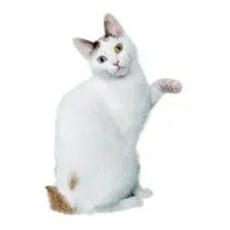 Calmest Cats