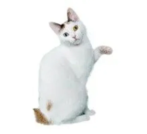 Calmest Cats