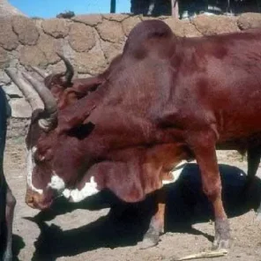 Arsi