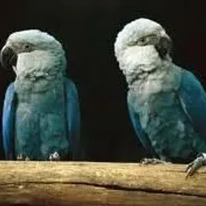 Spix's Macaw (Little Blue)