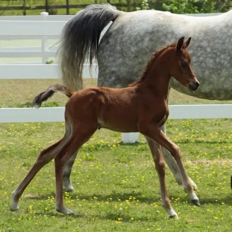trotting with mom