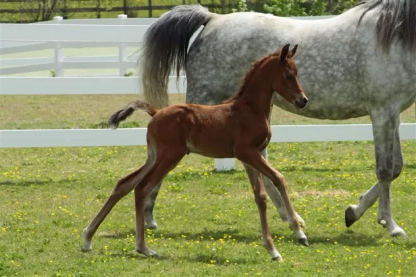 trotting with mom
