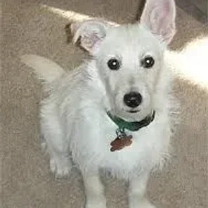 Rattle (Designer Dog)