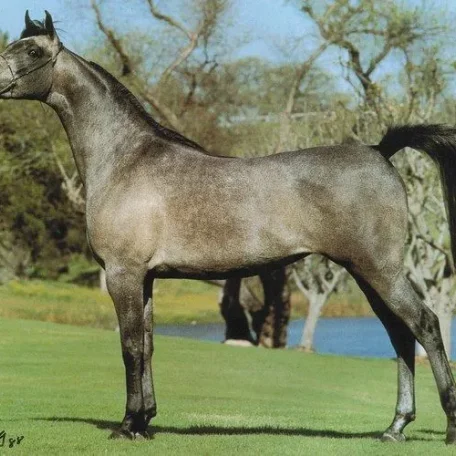 GAISHEA (Bey Shah+ x Gai Dream by Gay-Rouge) ~ 1991 US & Canadian National Champion mare; pictured several years prior to her wins