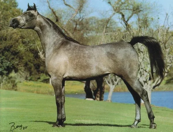 Gaishea