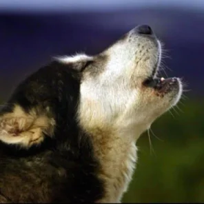 Dog Barking – The Good Bark and the Bad Bark!