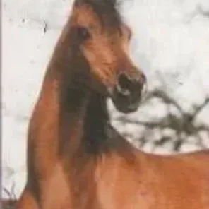 GALIZJA OF ROHAN