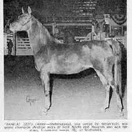 Dawlat was the dam of Dalul