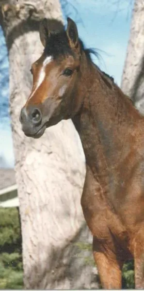 Khastanette
