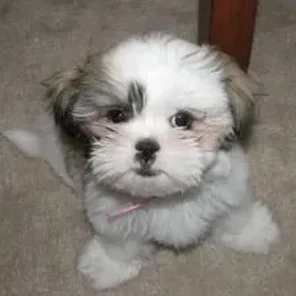 Cava-Tzu (Designer Dog)