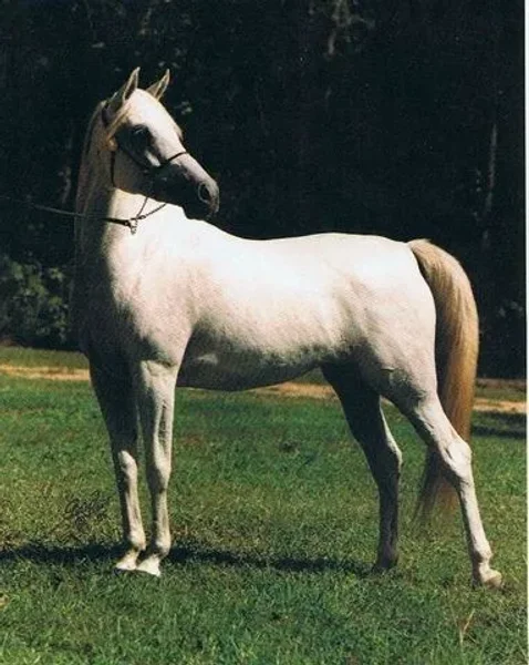 TALGANA