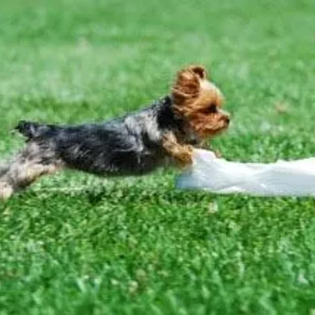 Coursing