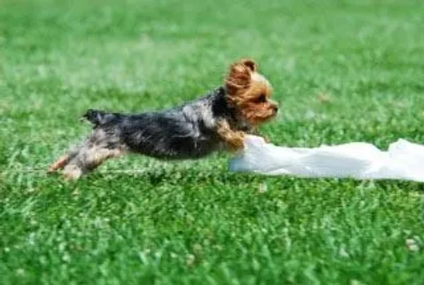 Coursing
