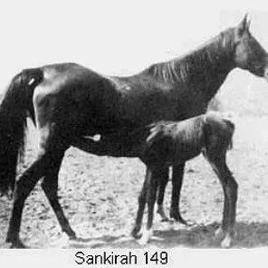 SANKIRAH