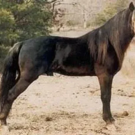 Johnson's Toby