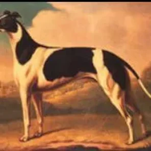 The Tudors Beloved Pets Pt 1