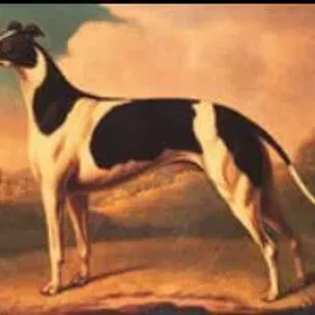 Pets of the English Court of Henry the VIII and the Tudors