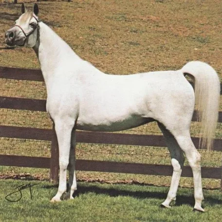 *ESPADA (Aquinor x Eskapada by Nabor)