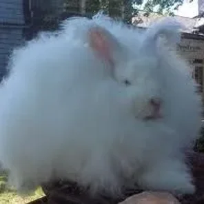 Giant Angora
