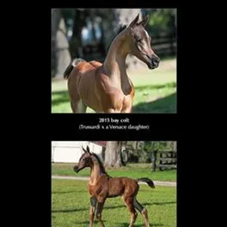 These are some stunning foals…Truly beautiful!!!