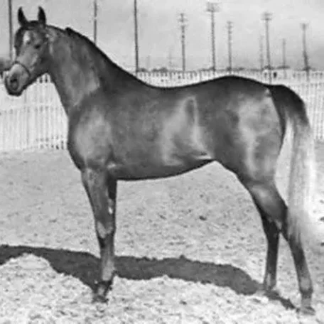 AHROUFA (Ibn Fa-Serr x Bah Roufa by Fabah)