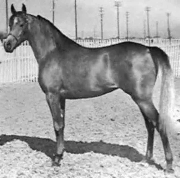 AHROUFA