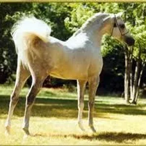 El Shaklan