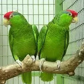 Green-cheeked Amazon