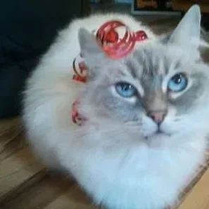 Nilla