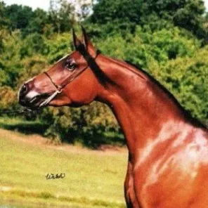 Prophecys Katrina