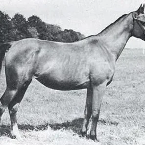 ZLOTA IWA