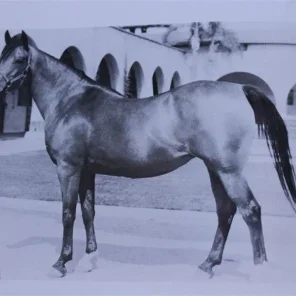 Rasata