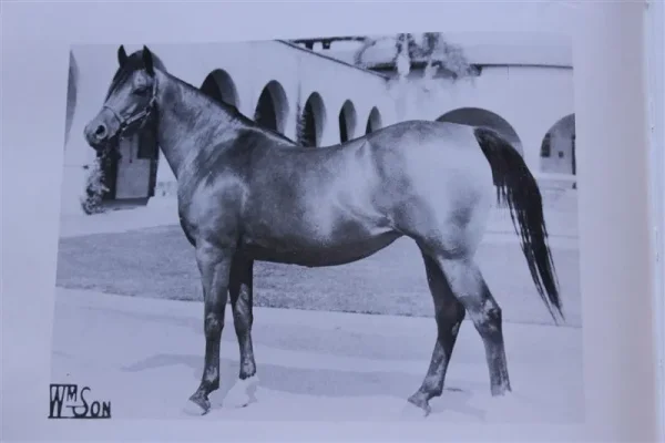Rasata