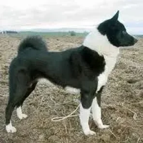 East Siberian Laika