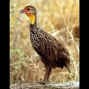 Yellow Neck