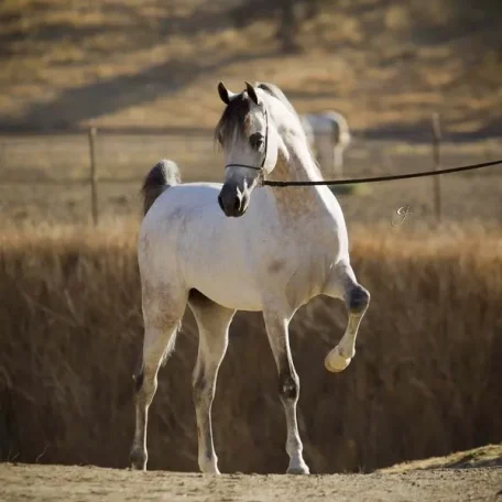Om El Bellissimo
(Om El Shahmaan × Om El Benedict)
Grey Stallion, Born 2007