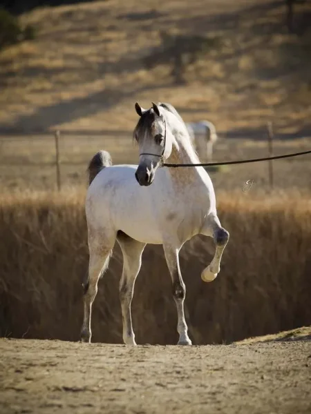 Om El Bellissimo
(Om El Shahmaan × Om El Benedict)
Grey Stallion, Born 2007