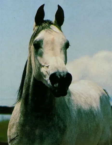 EL HALIMAAR