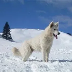 White Shepherd