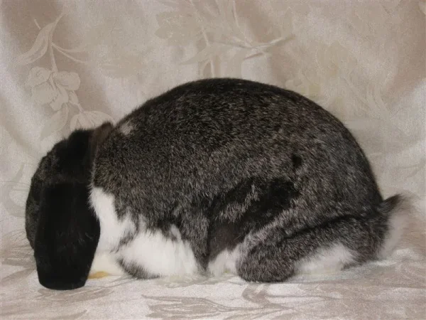 3 Hares Jericho
