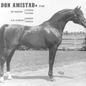 DON AMISTAD++